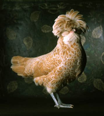 beth life jeanas fancy chicken
