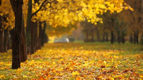 Fall Background ·① Download Free Stunning Full Hd Wallpapers For