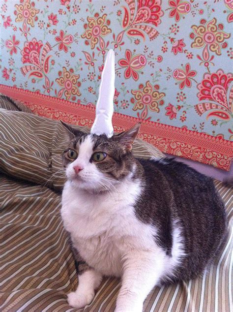 tu peux transformer ton joli chat en splendide licorne