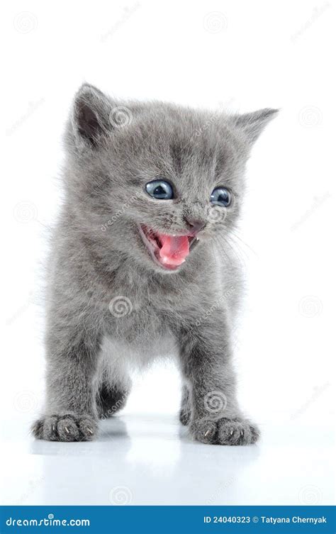 funny gray kitten stock image image  playful beast