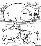 Farm Cerdos Animali Malen Ausmalen Fattoria Pigs Huele Cerdito Cerdo sketch template