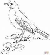 Coloring Robin Pages American Printable Drawing sketch template