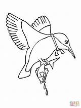 Kingfisher Martin Pescatore Belted Disegno Designlooter sketch template