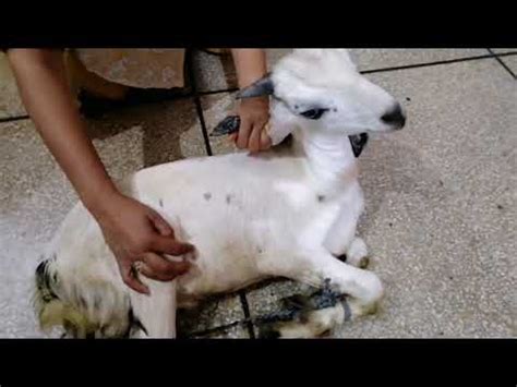 woman slaughter goat  feet  video