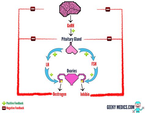 the menstrual cycle geeky medics