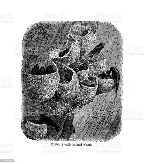19th c black and white engraving of edible swallows nests birds nest