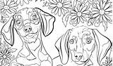 Coloring Fluffy Pages Dog Puppy Getcolorings Animal sketch template