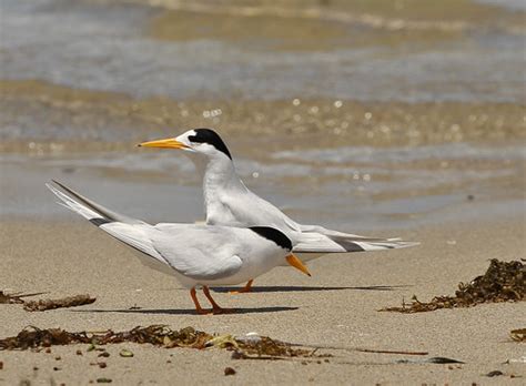 fairy terns   fairy tern graham  flickr