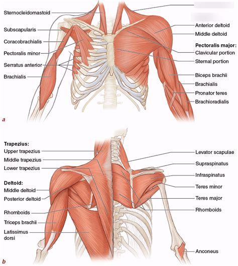 upper body muscles lupongovph