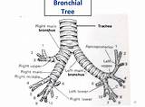 Bronchial Tree Anatomy Respiratory Choose Board Medicine sketch template