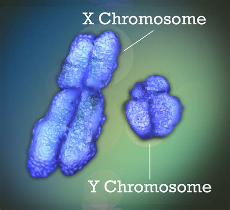 the y chromosome is disappearing so what s in the future
