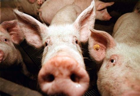 meer varkens geslacht op een jaar  er belgen zijn gazet van antwerpen