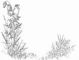 Bluebell Drawing Flowers Bluebells Coloring Domain Copyright Public sketch template