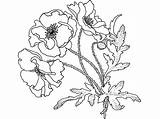 Poppies Poppy Maki Kolorowanki Dzieci Dla Malvorlagen Bestcoloringpagesforkids Mohnblumen Remembrance Wydruku Flowering Papaveraceae Mohn sketch template