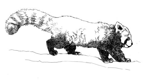 red panda  drawing google search   red panda panda art