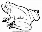 Broasca Colorat Desene Rana Frog Rane Planse Sapo Disegno Amfibieni Broaste Colorare Animale Imagini Amphibians Blanco Riscos Desenat Animais Cuvinte sketch template