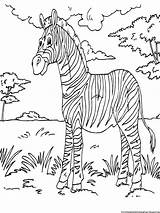 Coloring Zebra Pages Printable Kids Color Sheets Animal Book African Colouring Gorilla Print Bokito Animals Paint Big Zebras Girls Activity sketch template