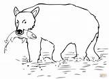 Bear Salmon Coloring Brown Oso Catch Drawing Pages Bears Printable Color Drawings sketch template