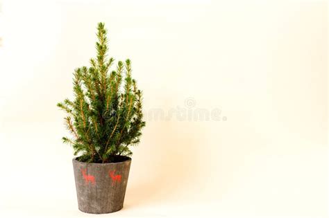 potted fir tree christmas tree  decorations   large pot