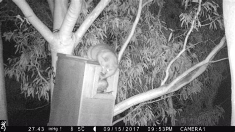 restricting access  predators  competitors nest box tales