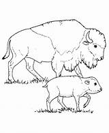 Buffalo Bison America Sheets Wild Coloringhome Maternelle sketch template