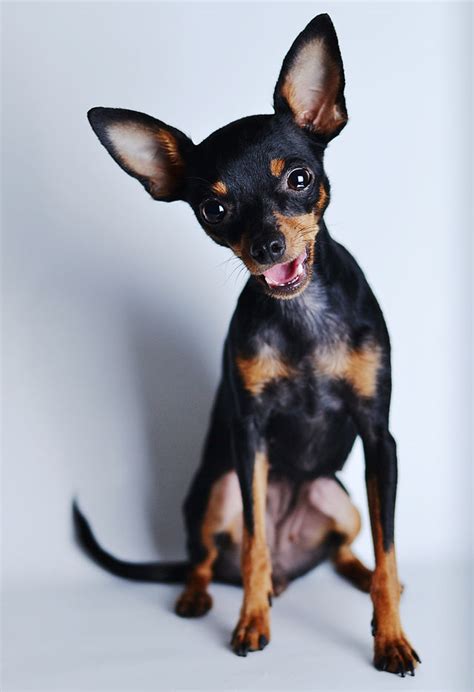 russian toy terrier info puppies temperament pictures