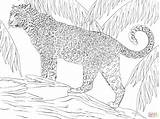 Ausmalbilder Colorare Giaguari Colouring Intermediate Supercoloring Tier Jaguars Malvorlagen Kinder Printen Panter Zoo Erwachsene Jaguares Printmania sketch template