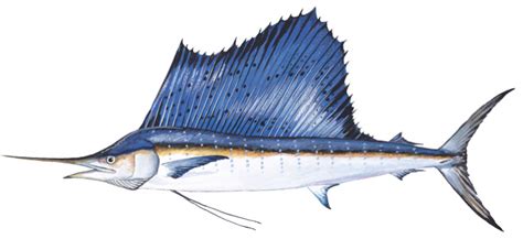 sailfish  swordfish whats  difference topsail angler