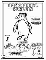 Penguin Research Coloring Rockhopper Penguins sketch template