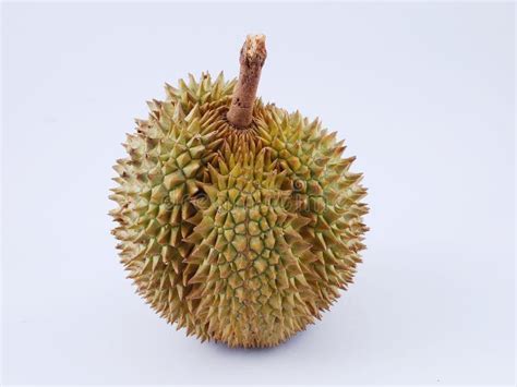 durian frucht stockbild bild von zartheit aktuell asiatisch