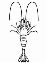 Shrimp Gambero Krewetka Ausmalbild Ausmalbilder Krewetki Garnele Kolorowanka Freshwater Morza Kategorien Crostacei Mamydzieci Supercoloring Common Printmania sketch template