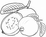 Guava Coloring Fruit Pages sketch template
