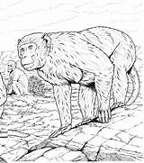 Monkey Coloring Pages Gibbon Habitat Primate Monkeys sketch template