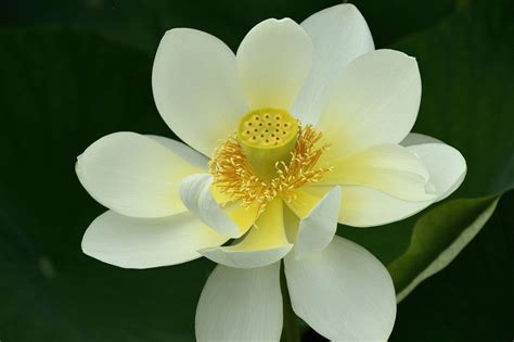 white lotus  null white lotus lotus flowers