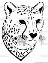 Cheetah Coloring Face Pages Printable Drawing Tattoo Head Print Mammals Easy Stock Color Clipart Animal Vector Gt Cheetahs Drawings Leopard sketch template