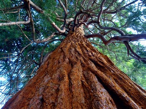 photo gratuite de arbre bois branches darbre