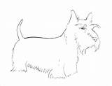 Dog Scottie Template Coloring Templates Colouring Scotti Pages sketch template