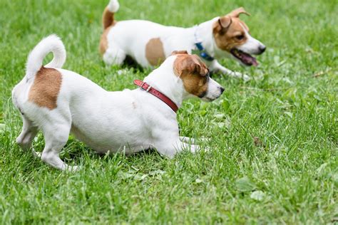 list  common characteristics shown   terrier mix breeds