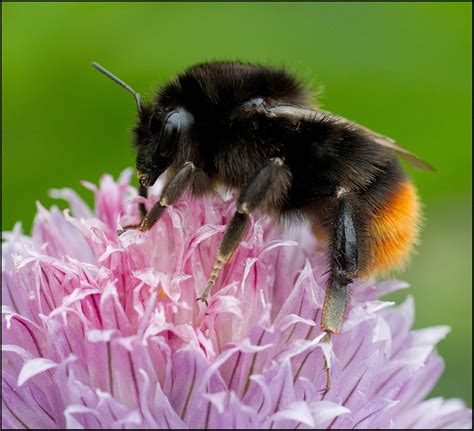red tailed bumblebee bumblebee conservation trust