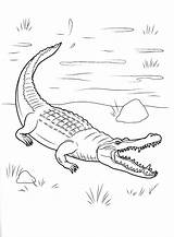 Krokodil Malvorlage Crocodile Cocodrilo Colorear Onshore Tierra Ausmalen Colorkid Salvajes Animali Selvatici Veio Llegado Selvagens Coloriages Frisst Malvorlagan sketch template