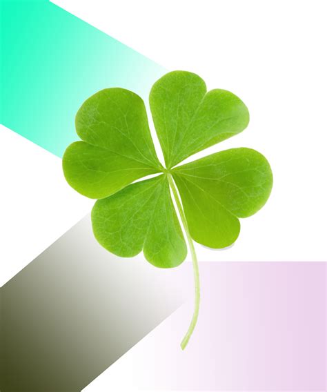 leaf clover folklore meaning st patrick day