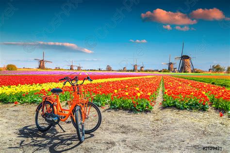 colorful tulip fields bicycles  traditional dutch windmills kinderdijk netherlands stock