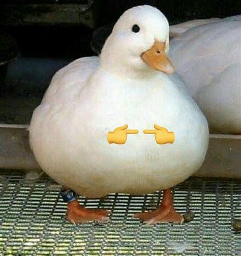 shy ducky  funny memes cute memes animal memes