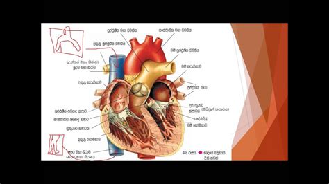 ol sinhala science lesson youtube