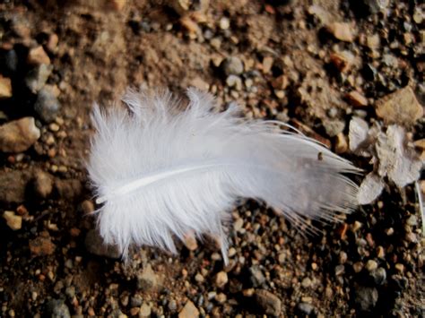 white feather   ground  stock photo public domain pictures
