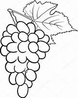 Uva Uvas Boyama Grapes Grappolo Druiven Uezuem Illustratie Frutta Grape Boek Okul Pixers Uzum Unas Fruits sketch template