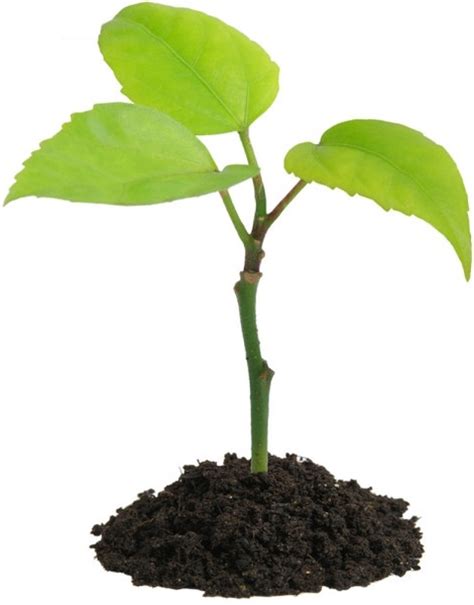 care  plant hd picture   stock   image format jpg size
