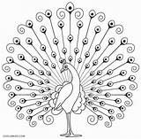 Peacock Coloring Pages Drawing Printable Kids Line Birds Cool2bkids Sheet Drawings Indian Peacocks Outline Simple Craft Pic Embroidery Sketch Painting sketch template