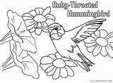 Hummingbird Coloring Pages Coloring4free Throated Ruby Print Related Posts sketch template