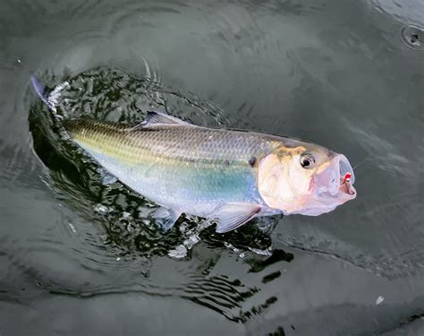 latest fly fishing news  reports shad  whats   dinner royal treatment fly